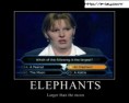 /album/juokingi-paveiks-/elephants-e-lay-co-nr-jpg/